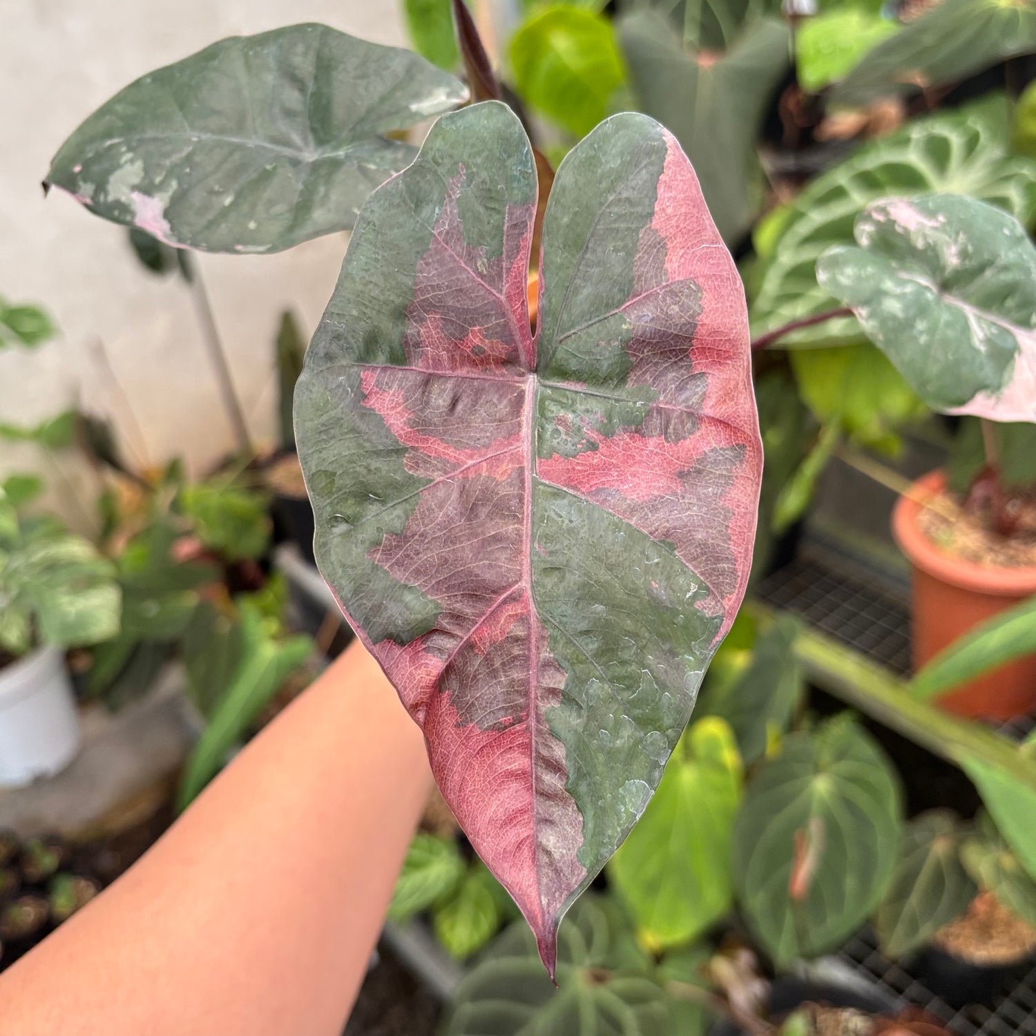 Alocasia Yucatan Princess