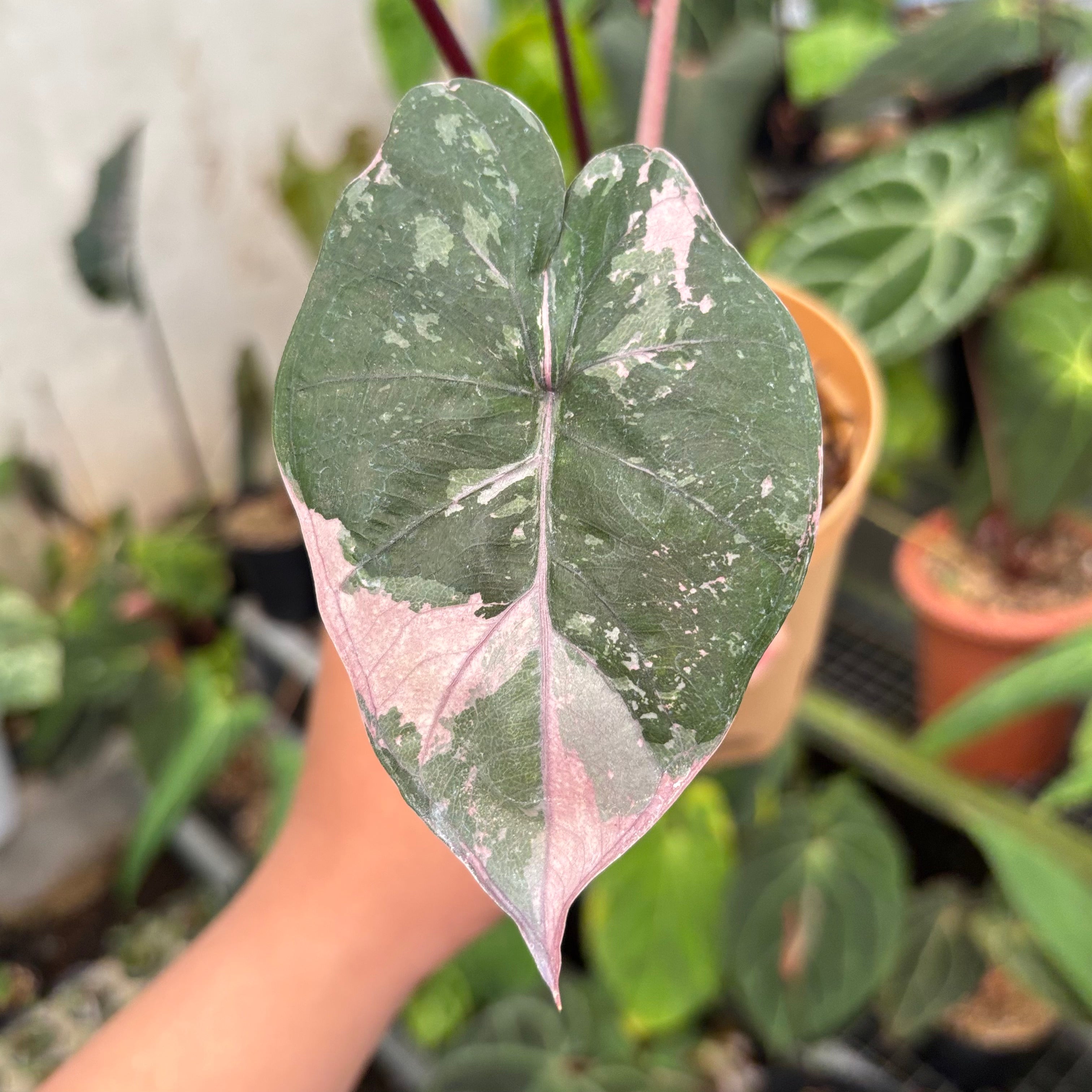 Alocasia Yucatan Princess