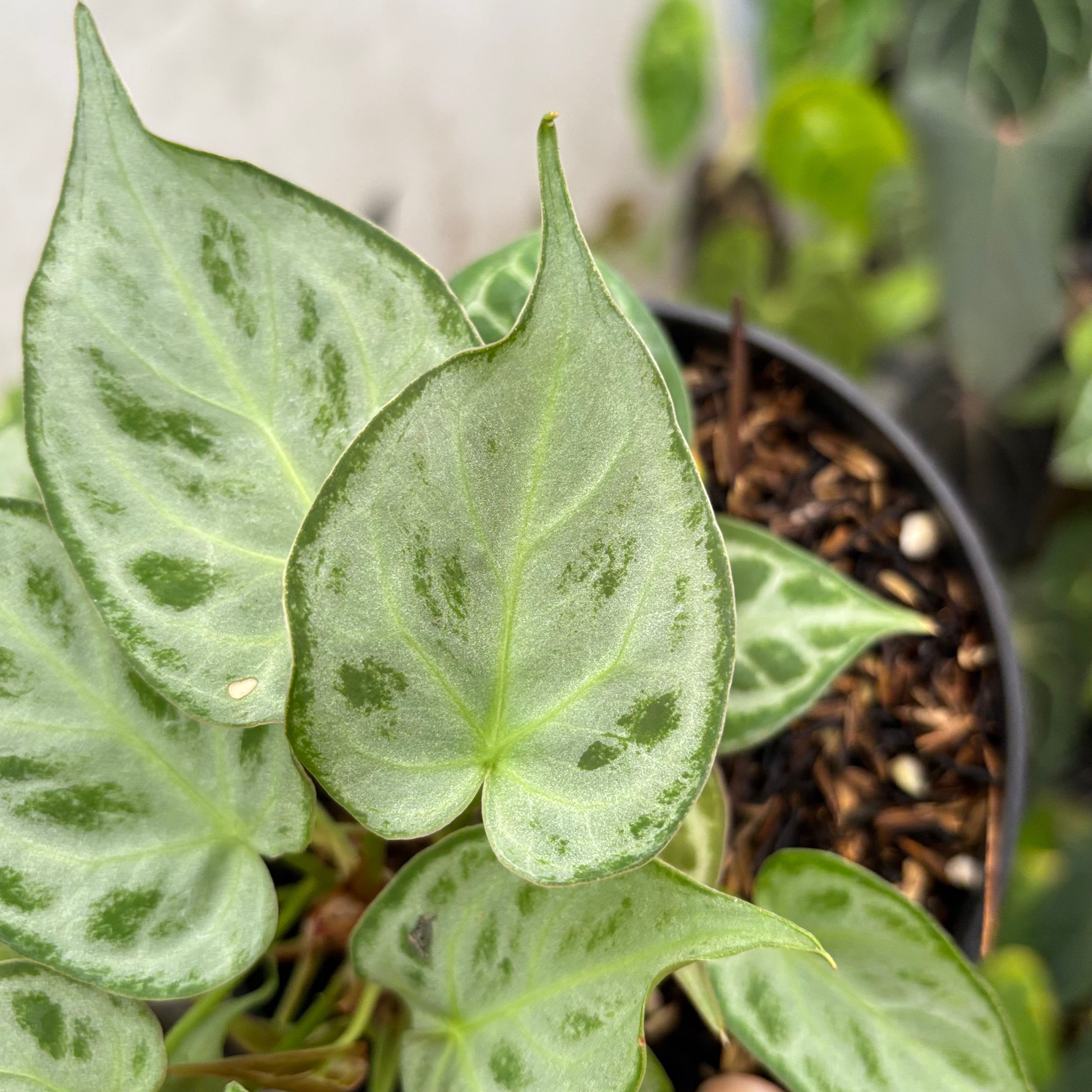 Anthurim Silver minion