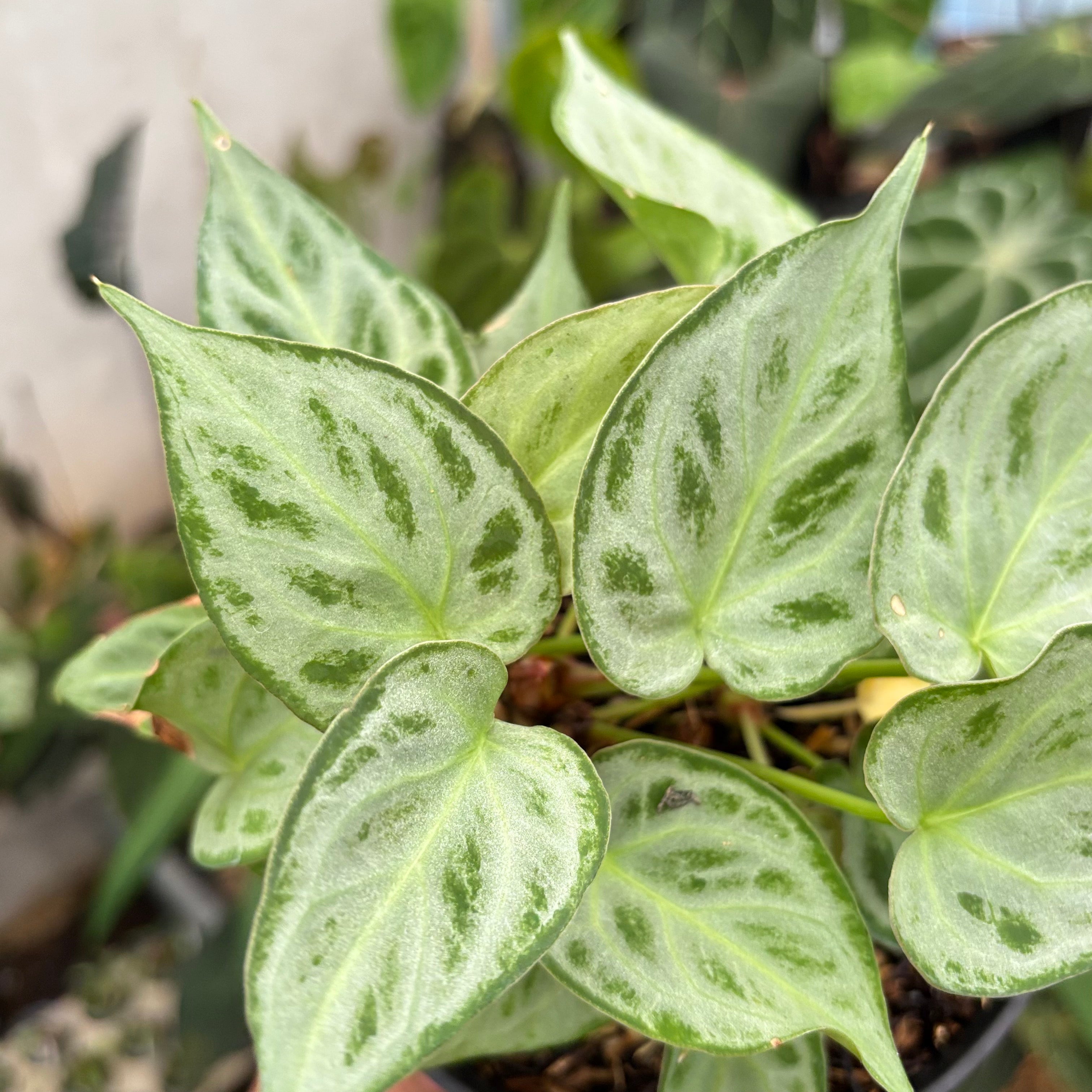 Anthurim Silver minion