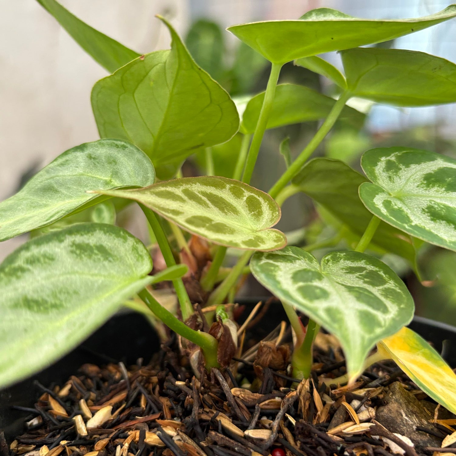 Anthurim Silver minion