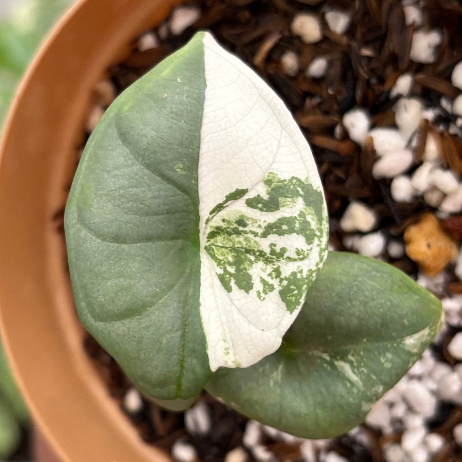 Alocasia Nebula Albo