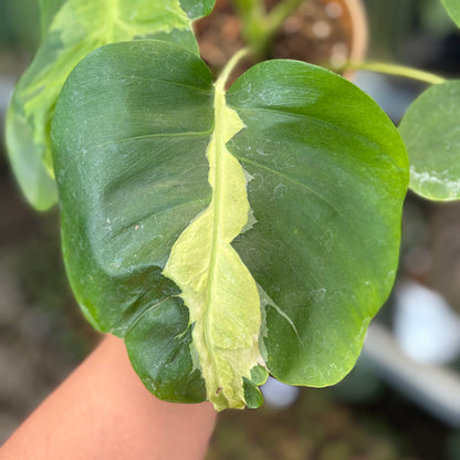 Monstera White Lava