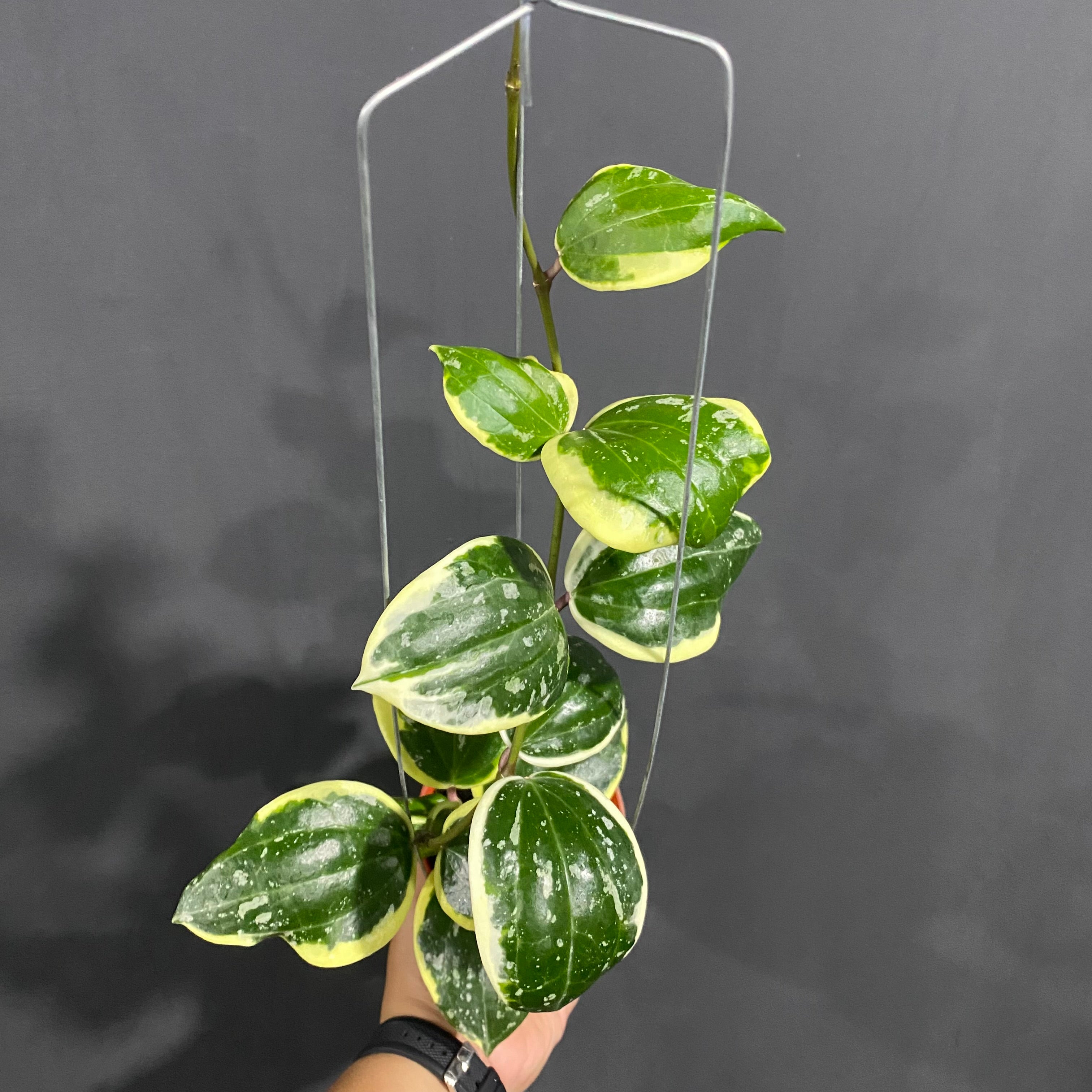 RP61-4 Hoya Latifolia Albomarginata Roundleaf Splash