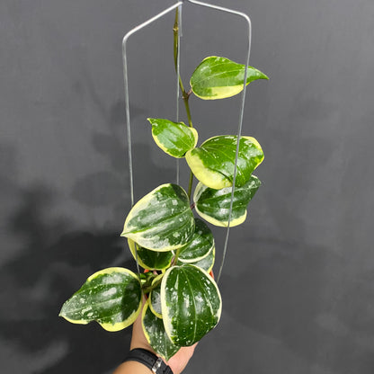 RP61-4 Hoya Latifolia Albomarginata Roundleaf Splash