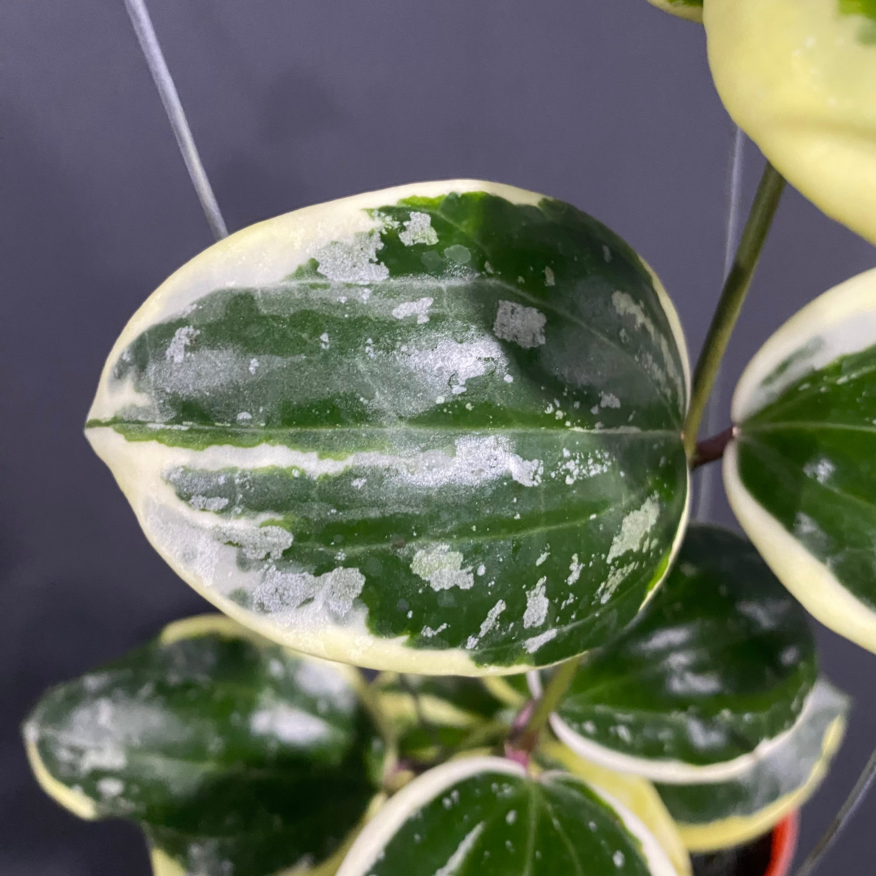 RP61-4 Hoya Latifolia Albomarginata Roundleaf Splash