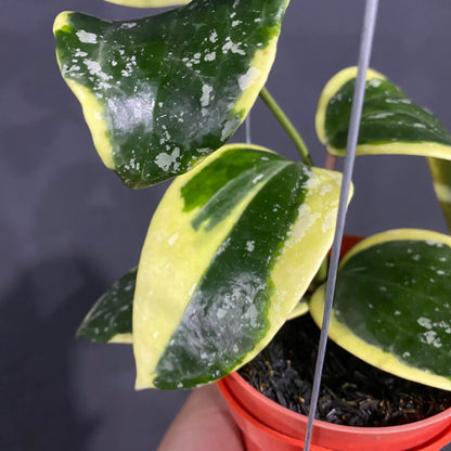 RP61-4 Hoya Latifolia Albomarginata Roundleaf Splash