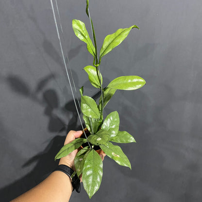 Hoya Grifithii Silver