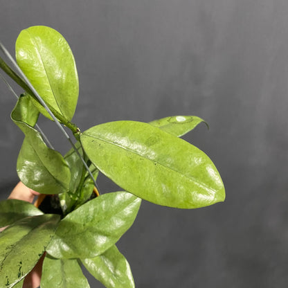 Hoya Grifithii Silver
