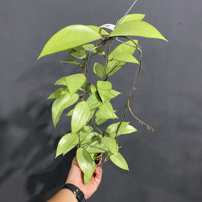 Hoya Snow Cui Silver