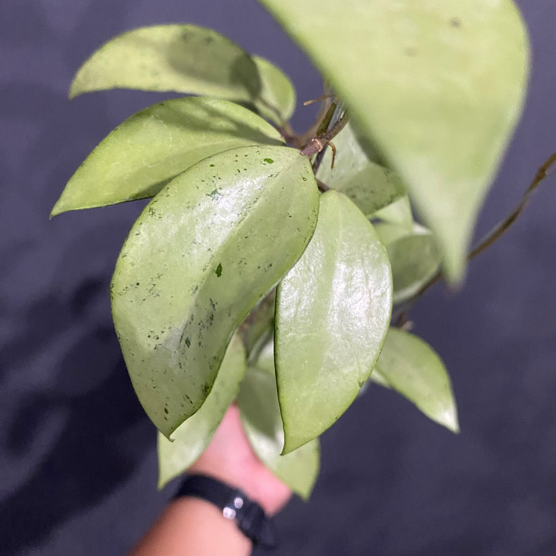Hoya Snow Cui Silver - Greenspaces.id
