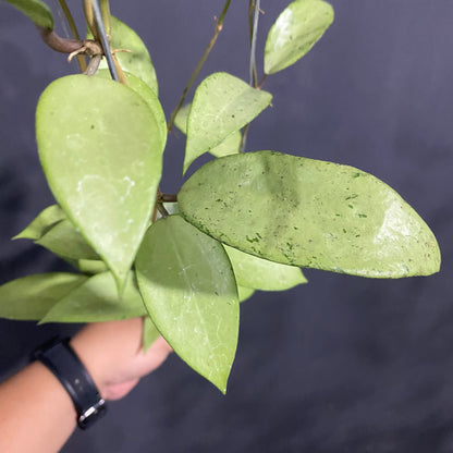 Hoya Snow Cui Silver