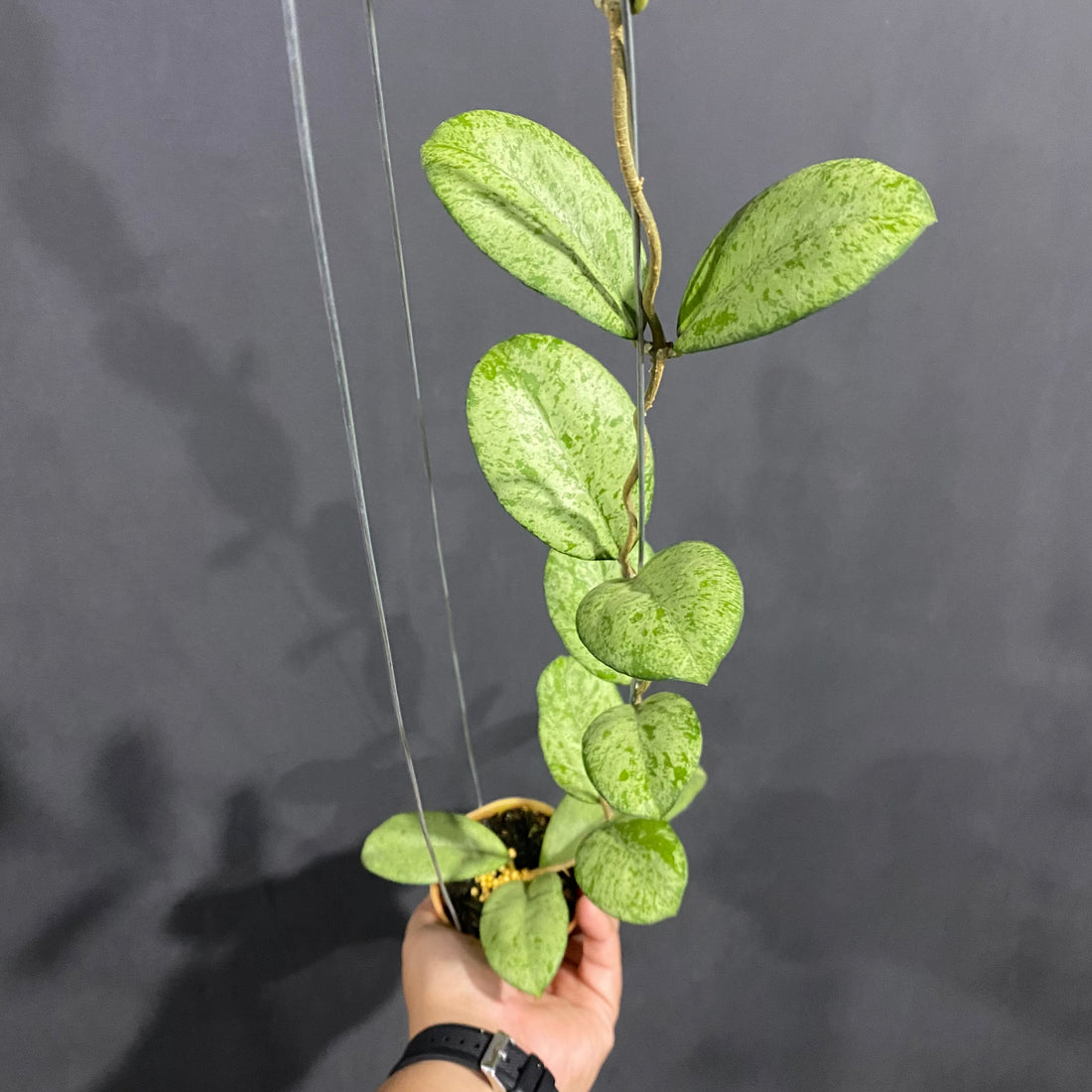 Hoya Meena Silver