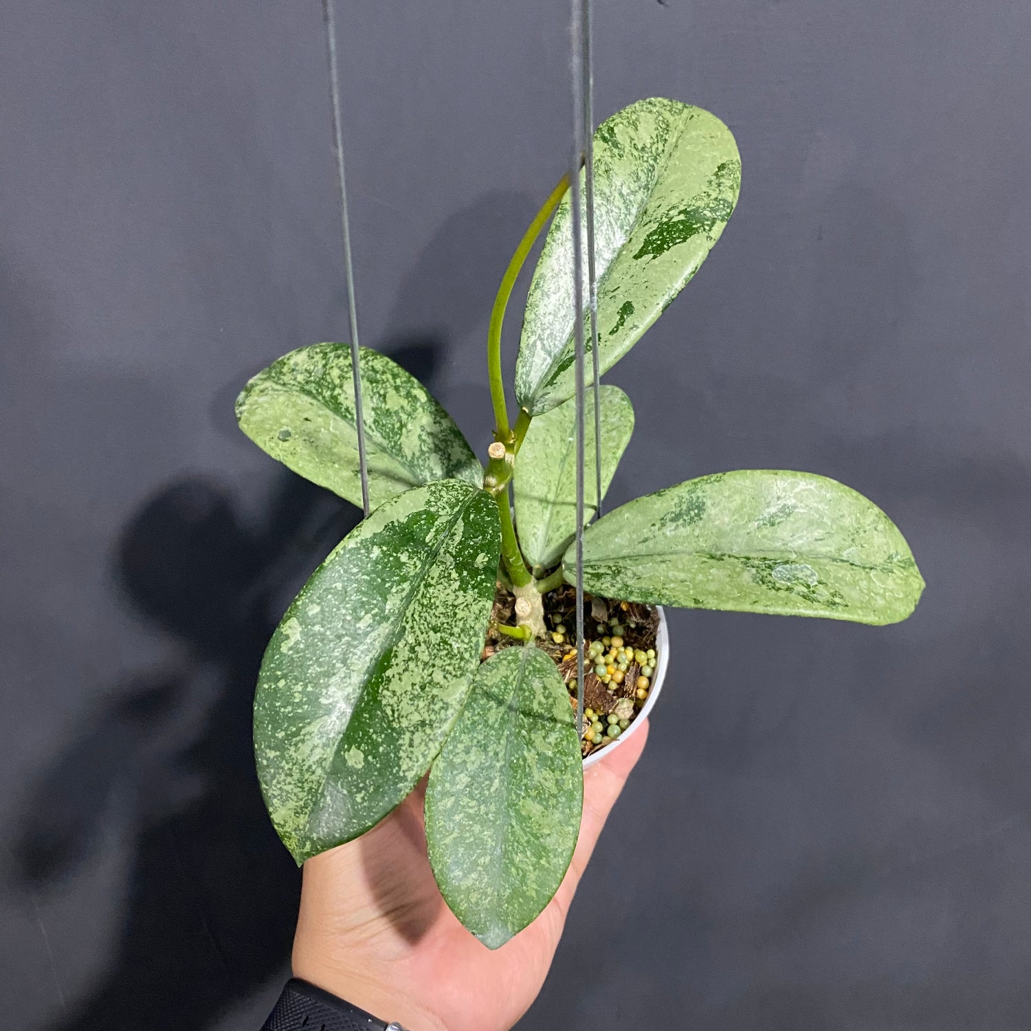 Hoya Diversifolia Silver