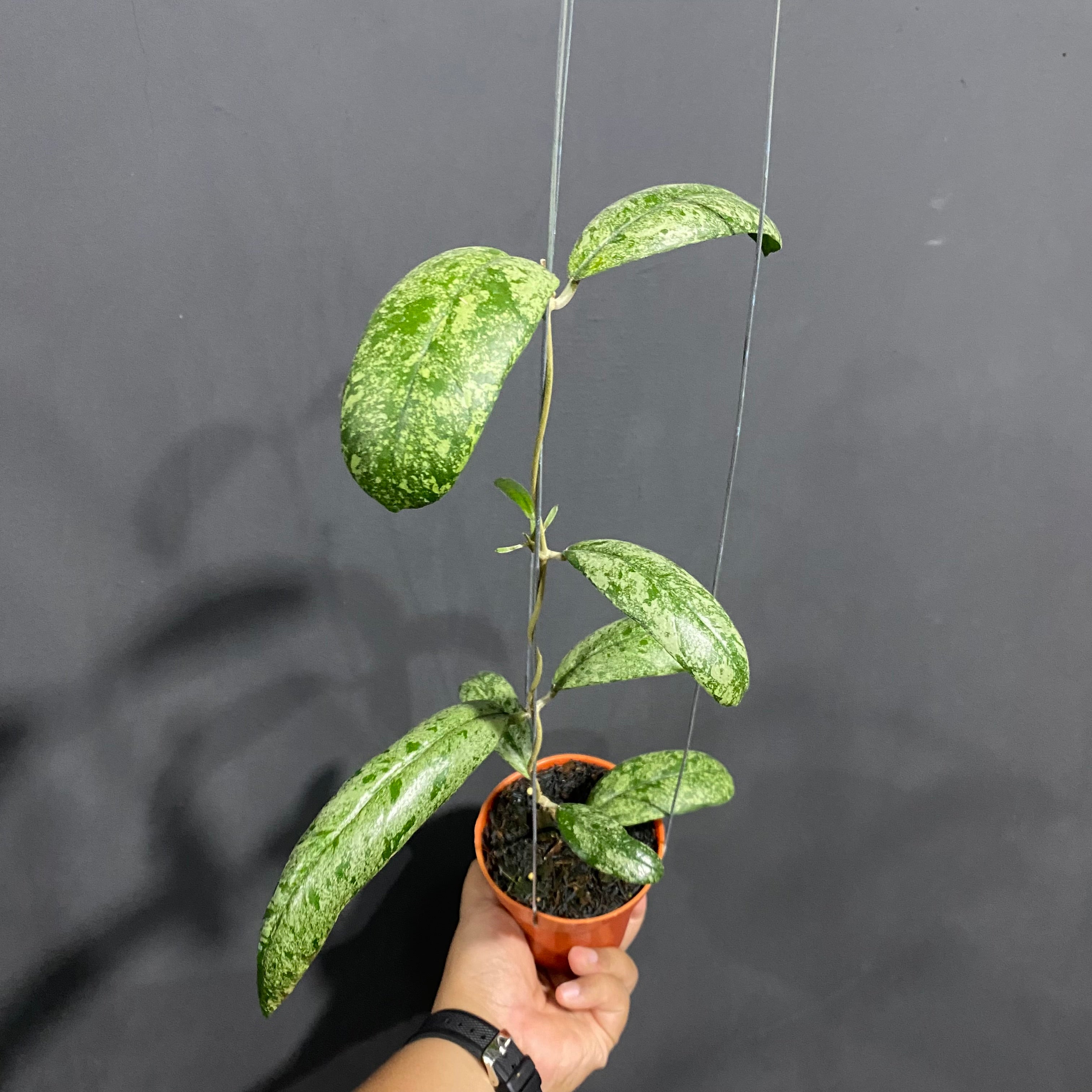 Hoya New SP North Sumatera Silver