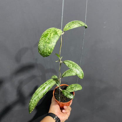 Hoya New SP North Sumatera Silver