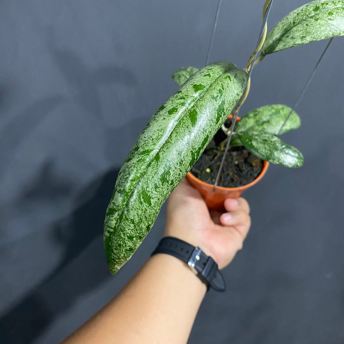 Hoya Aztec Gems Silver - Greenspaces.id