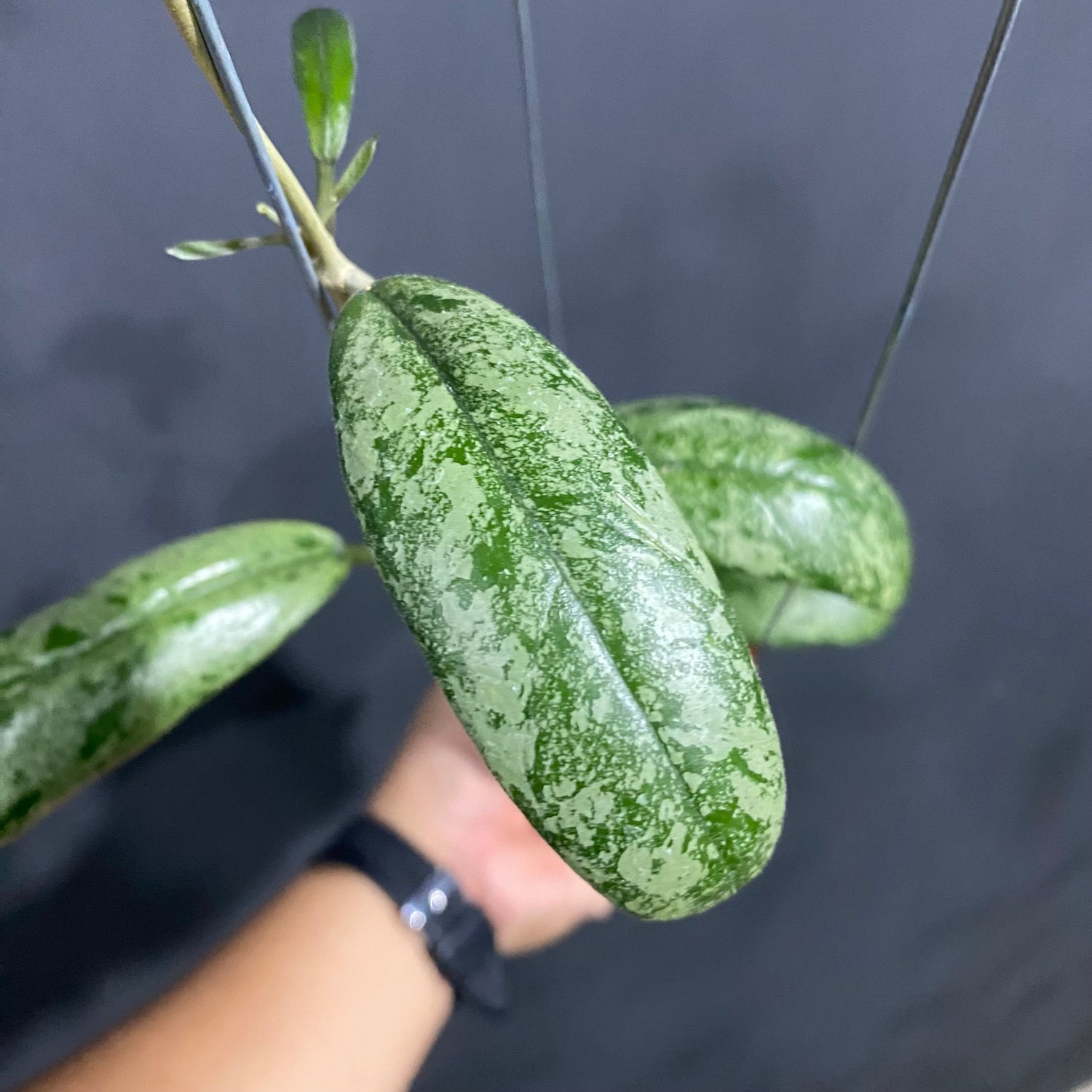 Hoya New SP North Sumatera Silver