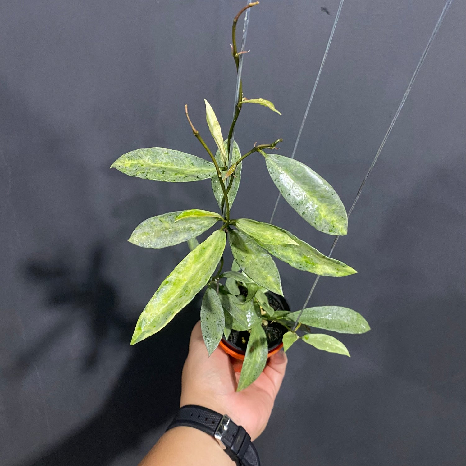 Hoya Lacunosa Pandora