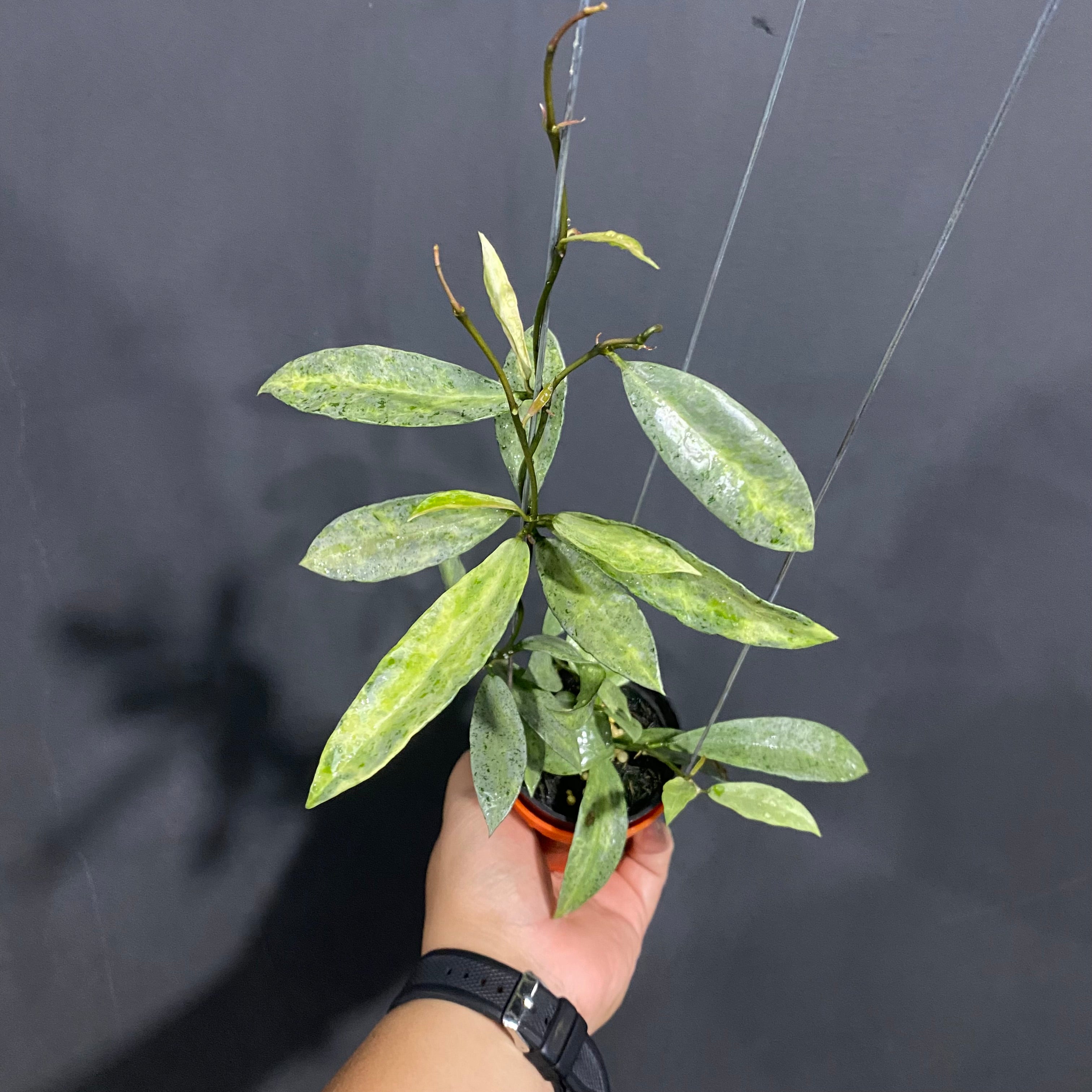 Hoya Lacunosa Pandora