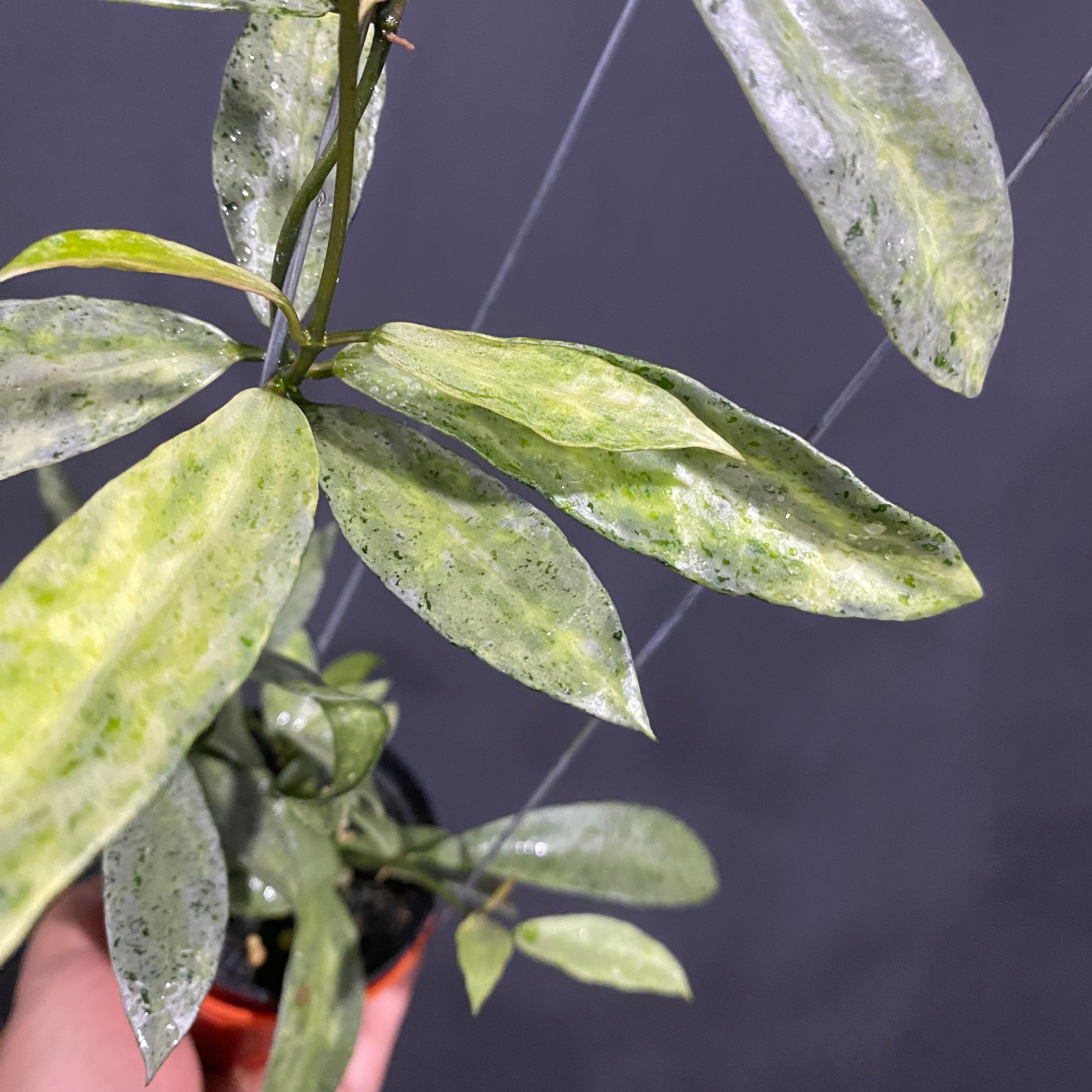 Hoya Lacunosa Pandora