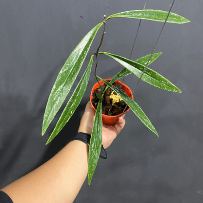 Hoya Sulawesiana Silver Edge