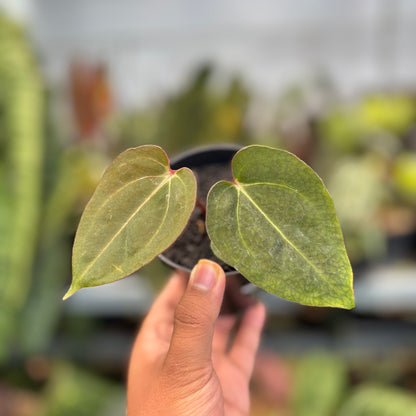 Anthurium Carla Blackiae x Blood of Blue