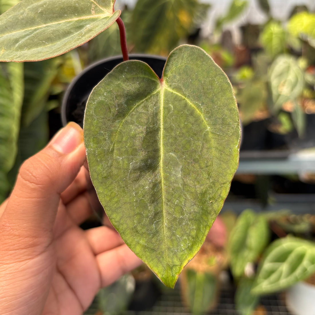 Anthurium Carla Blackiae x Blood of Blue