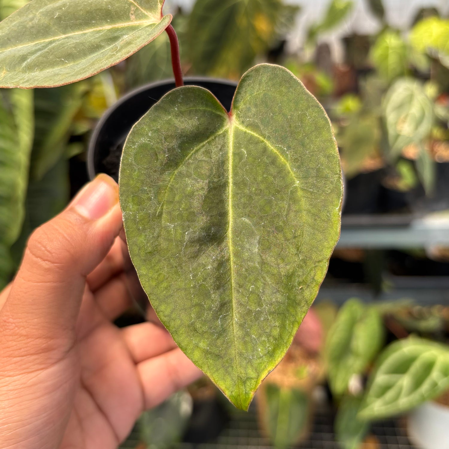 Anthurium Carla Blackiae x Blood of Blue