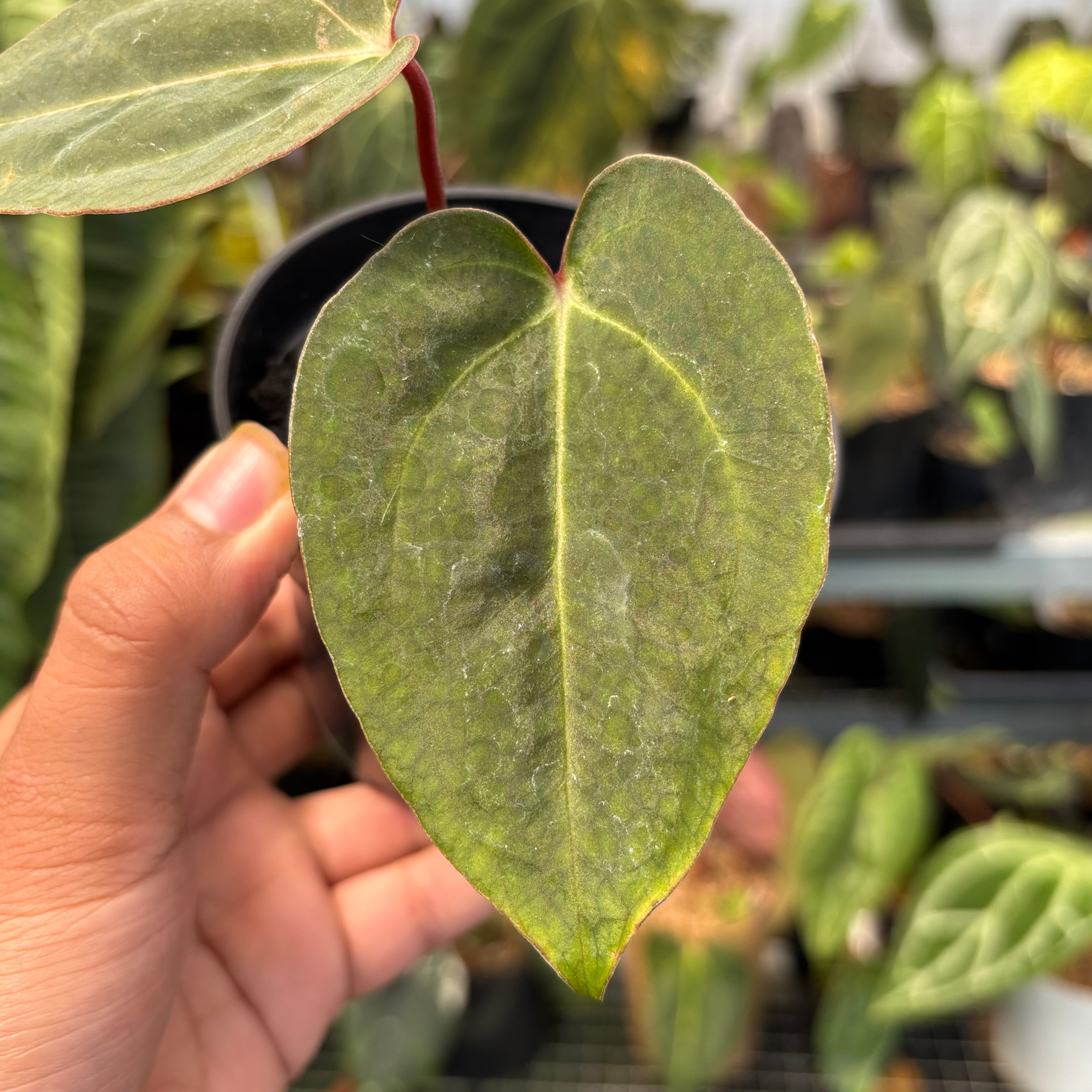Anthurium Carla Blackiae x Blood of Blue