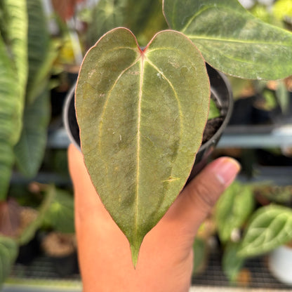Anthurium Carla Blackiae x Blood of Blue