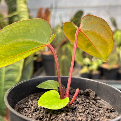 Anthurium Carla Blackiae x Blood of Blue