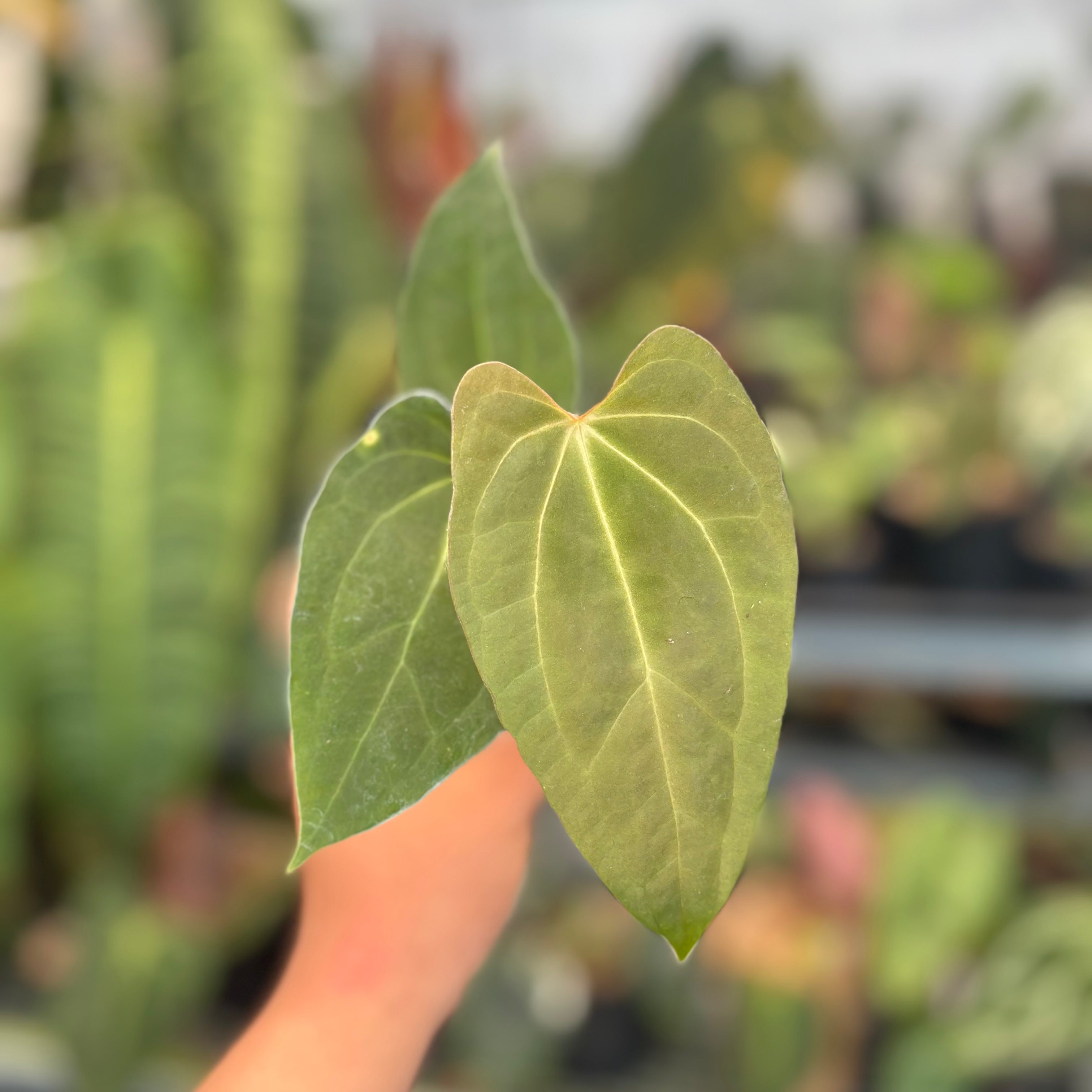 Anthurium Fort Sherman x Zara Michelle