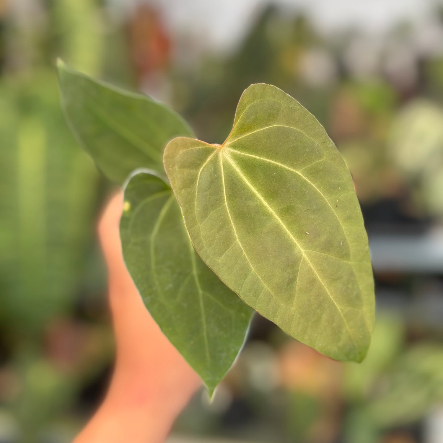 Anthurium Fort Sherman x Zara Michelle