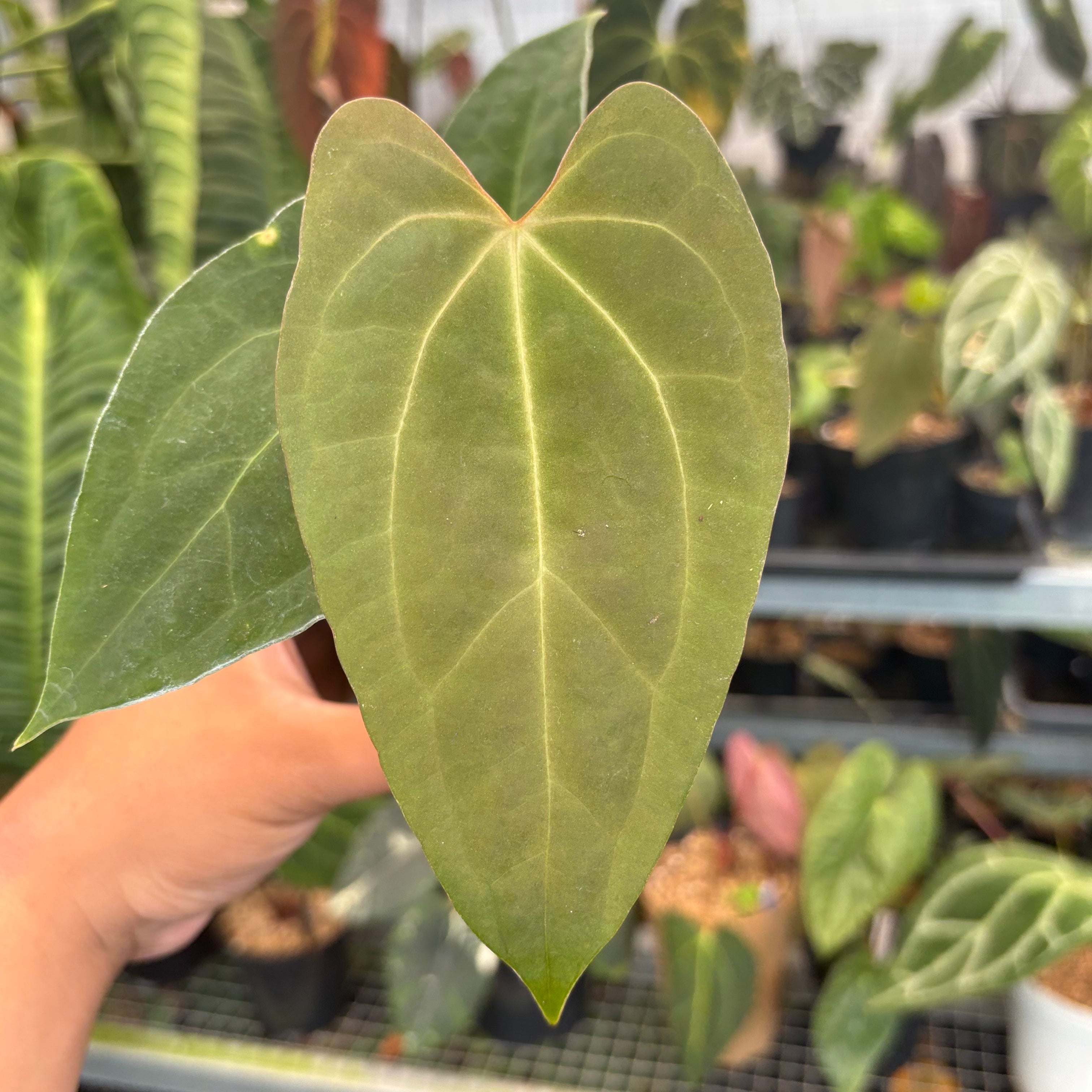 Anthurium Fort Sherman x Zara Michelle