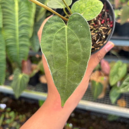 Anthurium Fort Sherman x Zara Michelle