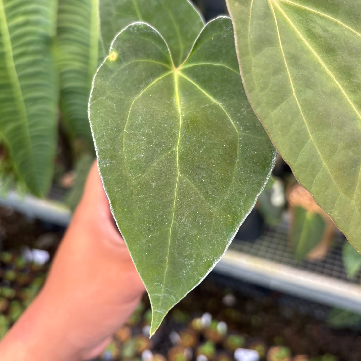 Anthurium Fort Sherman x Zara Michelle