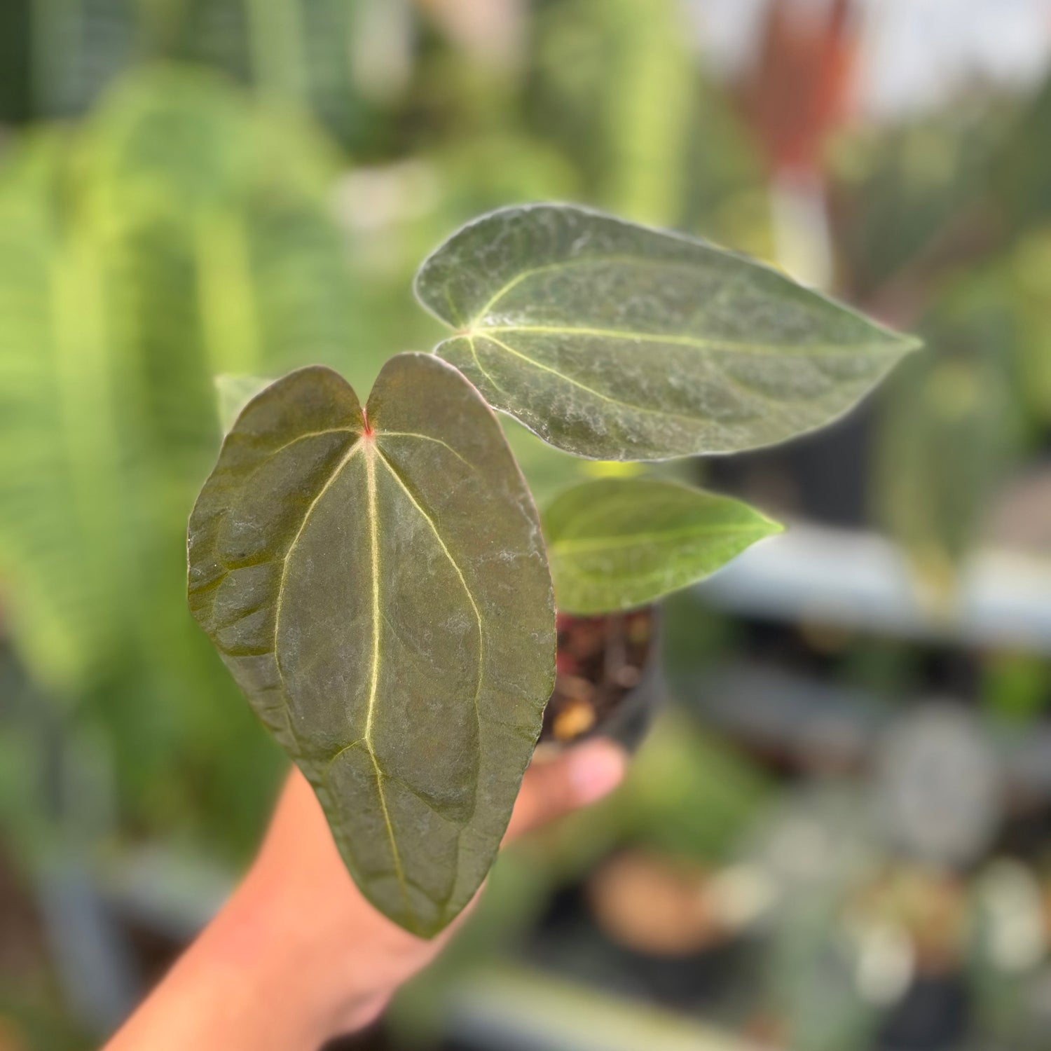 🎁 Anthurium FortSherman x Red Crystallinum (100% off)