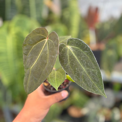 Anthurium Fort Sherman x Red Crystallinum