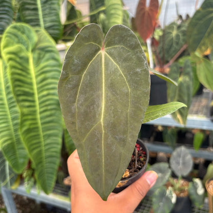 Anthurium Fort Sherman x Red Crystallinum