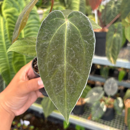 Anthurium Fort Sherman x Red Crystallinum