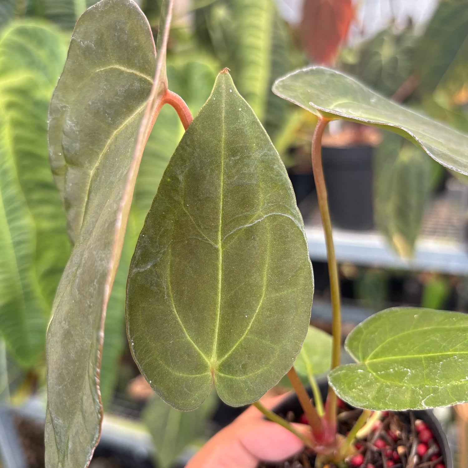 Anthurium FortSherman x Red Crystallinum