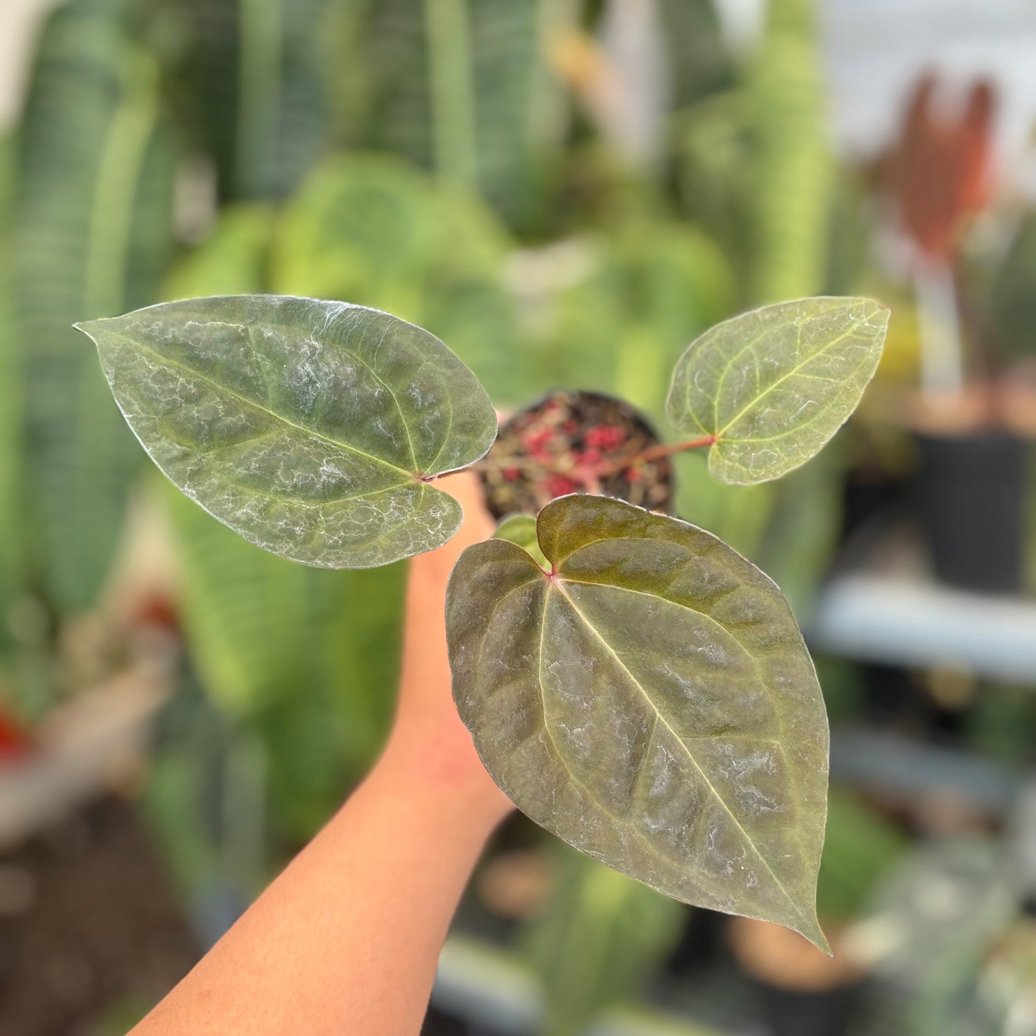 Anthurium Night Queen x Red Crystal