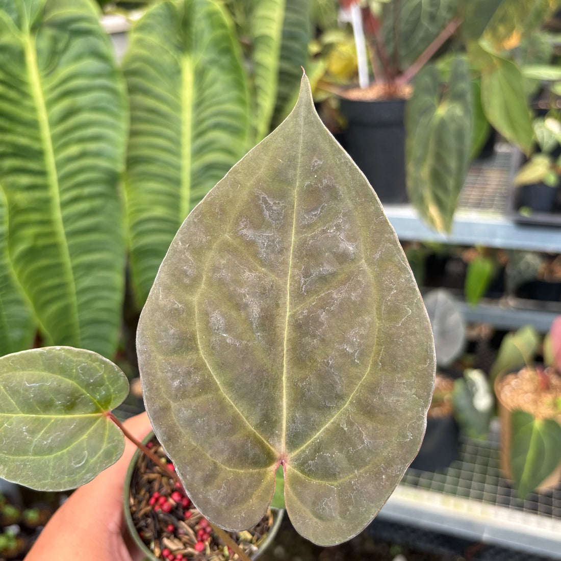 Anthurium Night Queen x Red Crystal