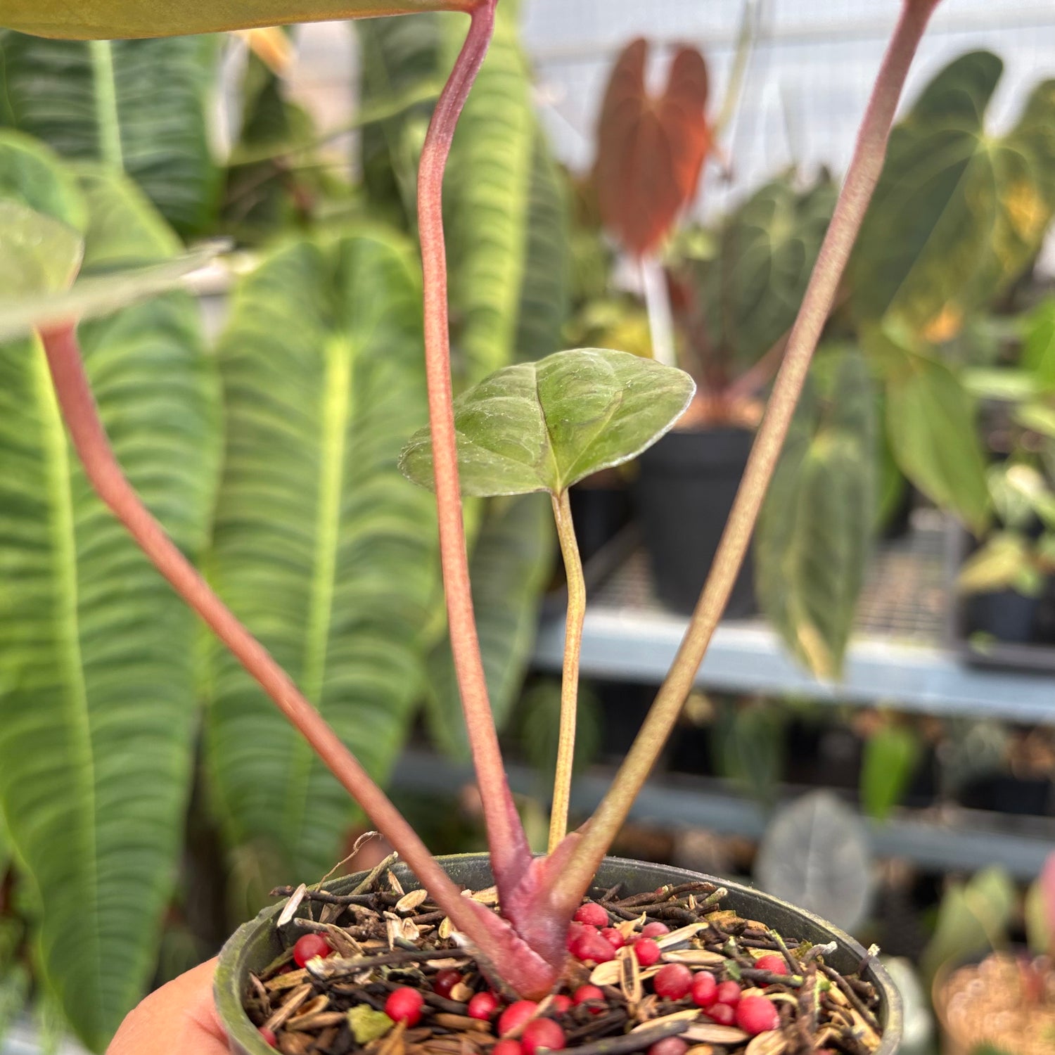 Anthurium Night Queen x Red Crystal