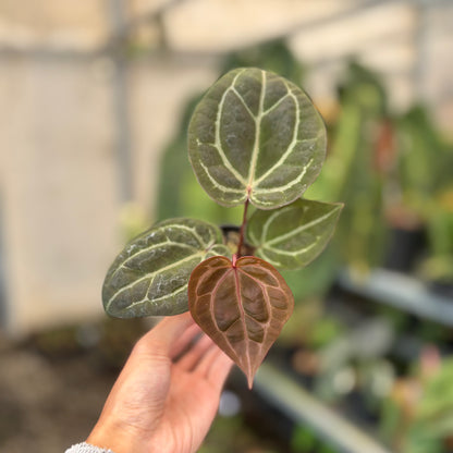 Anthurium Michelle x BVIT Zara Michelle Red