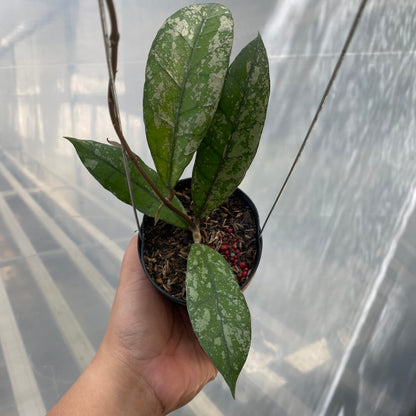Hoya Clemensiorum Splash SP Aceh