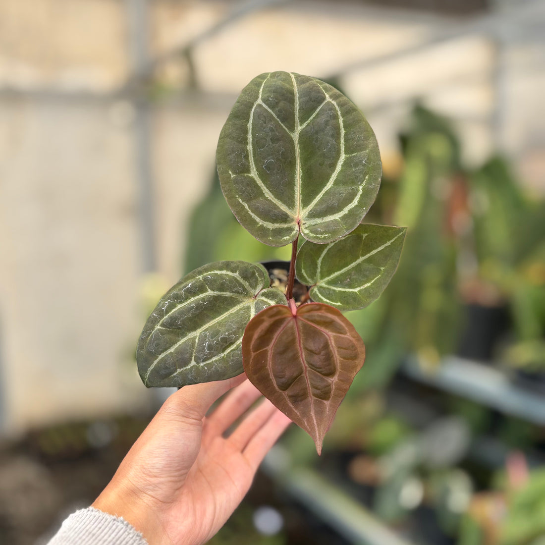 Anthurium Michelle x BVIT Zara Michelle Red