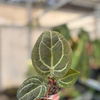 Anthurium Michelle x BVIT Zara Michelle Red