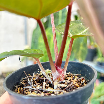 Anthurium Michelle x BVIT Zara Michelle Red